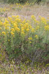 Woody goldenrod